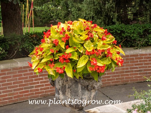 'Canary Wing' Begonia
A large pot of the is plant.